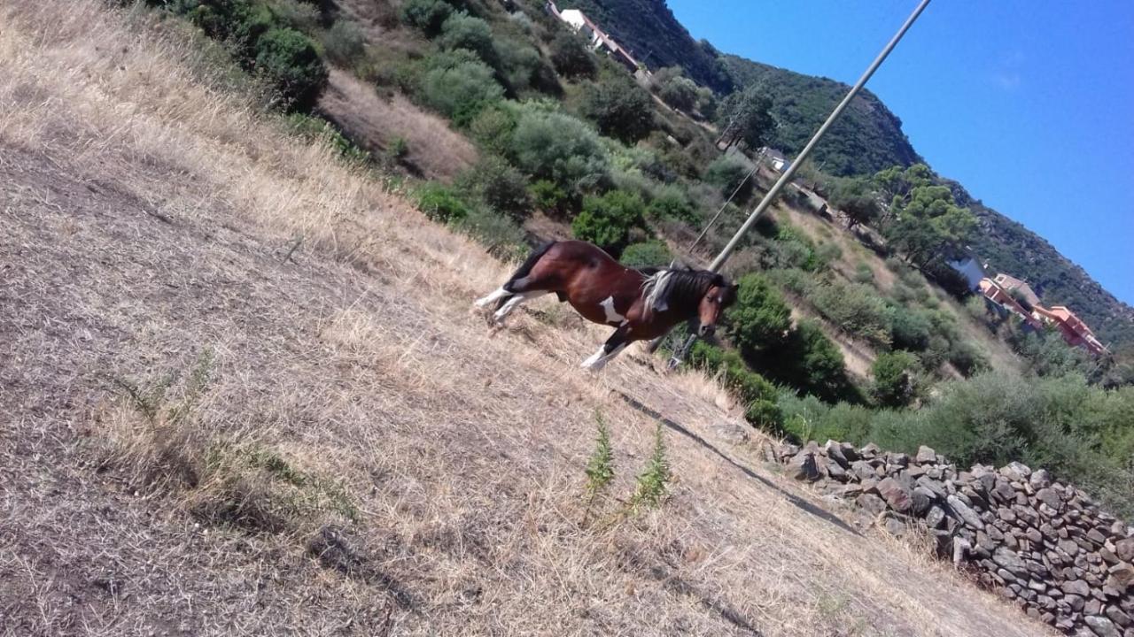 Azienda Agrituristica La Janna di la Faj Budoni Esterno foto